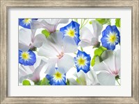 Hybiscus and Blue Ensign flower Fine Art Print