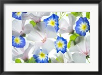 Hybiscus and Blue Ensign flower Fine Art Print