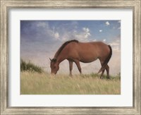 Assataegue Horse Fine Art Print