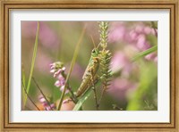 Grasshopper Fine Art Print