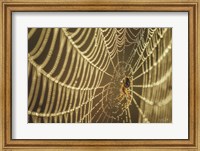 The Spider and Her Jewels Fine Art Print