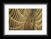 The Spider and Her Jewels Fine Art Print