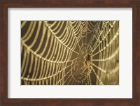 The Spider and Her Jewels Fine Art Print