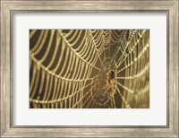 The Spider and Her Jewels Fine Art Print
