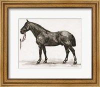 Horse Study 4 Fine Art Print