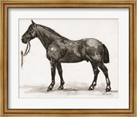 Horse Study 4 Fine Art Print