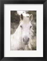 White Horse Mystique Fine Art Print