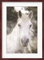 White Horse Mystique Fine Art Print