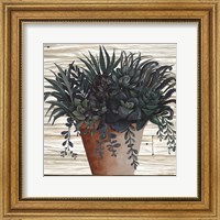 Remarkable Succulents I Fine Art Print