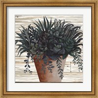 Remarkable Succulents I Fine Art Print