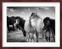 Black & White Horses Fine Art Print
