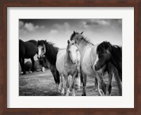 Black & White Horses Fine Art Print