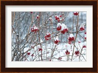 Berries in Winter Fine Art Print