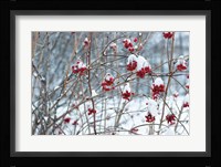 Berries in Winter Fine Art Print