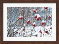 Berries in Winter Fine Art Print