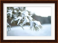 Frosted White Pine Fine Art Print