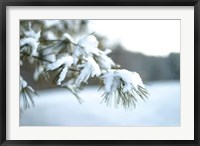 Frosted White Pine Fine Art Print