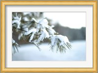 Frosted White Pine Fine Art Print