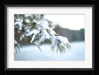 Frosted White Pine Fine Art Print