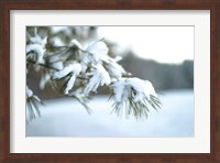 Frosted White Pine Fine Art Print