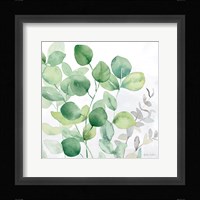 Eucalyptus Leaves II Framed Print
