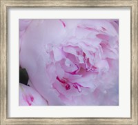 Pink Flower Fine Art Print