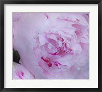 Pink Flower Fine Art Print
