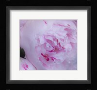 Pink Flower Fine Art Print