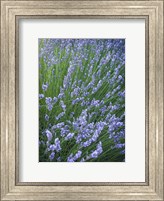 Purple Wildflowers Fine Art Print