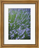 Purple Wildflowers Fine Art Print