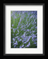 Purple Wildflowers Fine Art Print