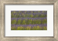 Field of Purple Fine Art Print