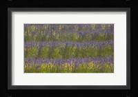 Field of Purple Fine Art Print