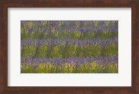 Field of Purple Fine Art Print