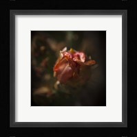 Delicate Fine Art Print