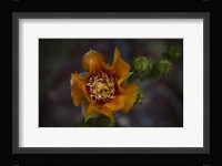 Close Up of Orange Flower Fine Art Print
