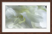 Close Up of White Flower Fine Art Print
