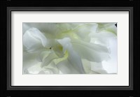 Close Up of White Flower Fine Art Print