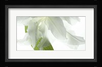 White Petals Fine Art Print