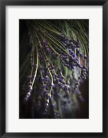 Purple Buds Fine Art Print