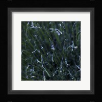 Tendrils Fine Art Print