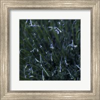 Tendrils Fine Art Print