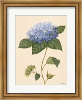 Blue Hydrangea Fine Art Print