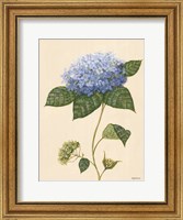 Blue Hydrangea Fine Art Print