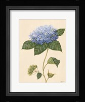 Blue Hydrangea Fine Art Print