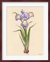 Blue Iris Fine Art Print