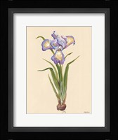 Blue Iris Fine Art Print