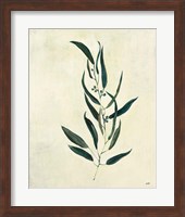 Botanical Study VI Fine Art Print