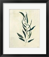 Botanical Study VI Framed Print