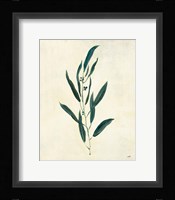 Botanical Study V Framed Print